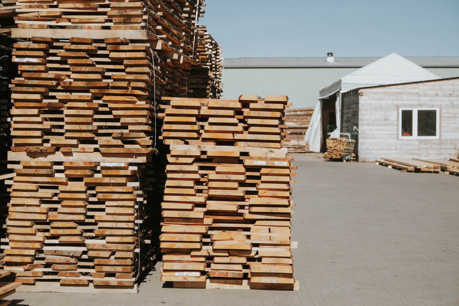 Alder